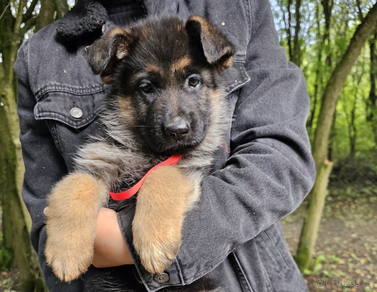 Německý ovčák - štěňata k prodeji s PP - 7