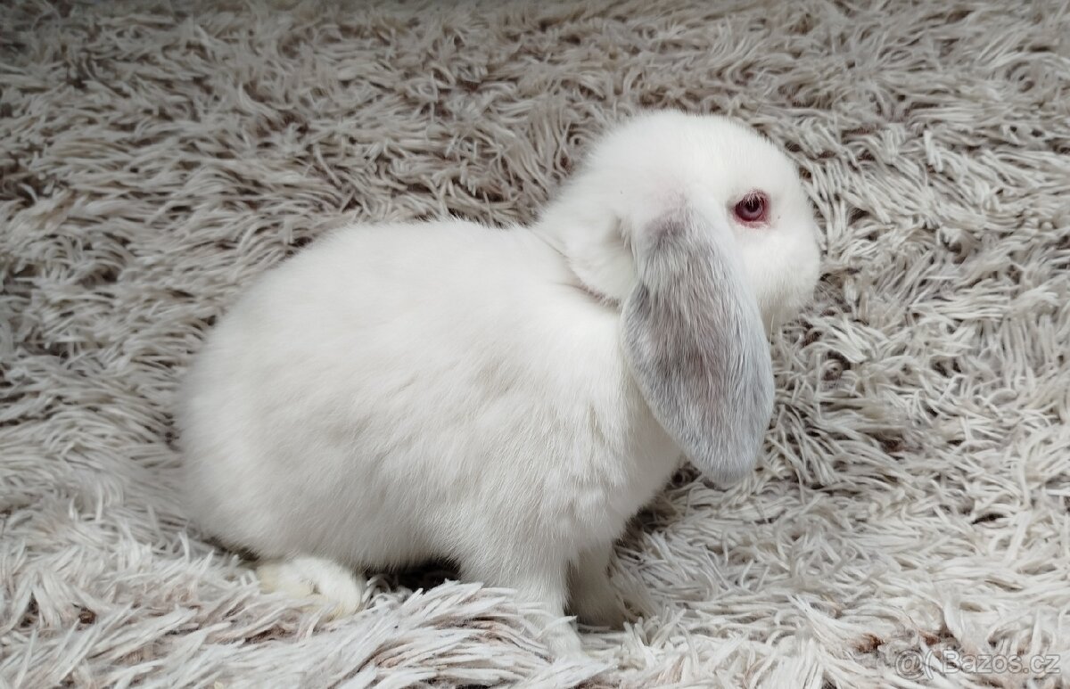 Zakrslý beránek, králíček, králík - MOLLY - 7