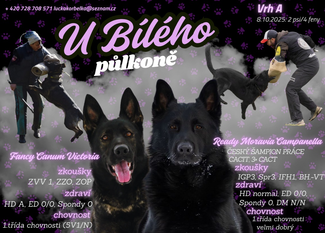 Německy ovčák s PP - volný pejsek - 7