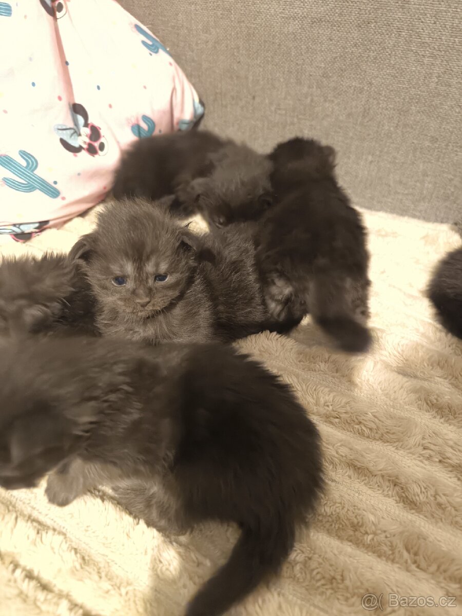 Mainské mývalí koťátka s PP - 7
