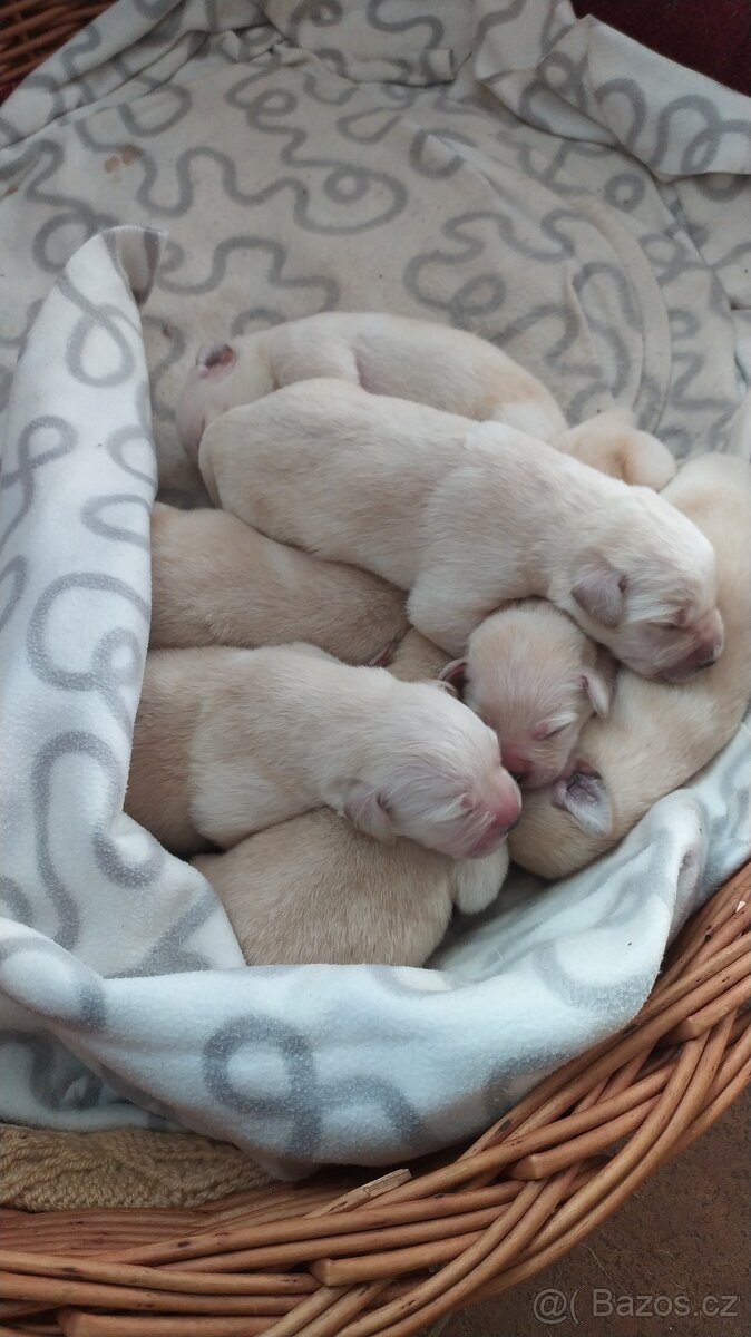 Štěňata Labradorského retrívra - 7