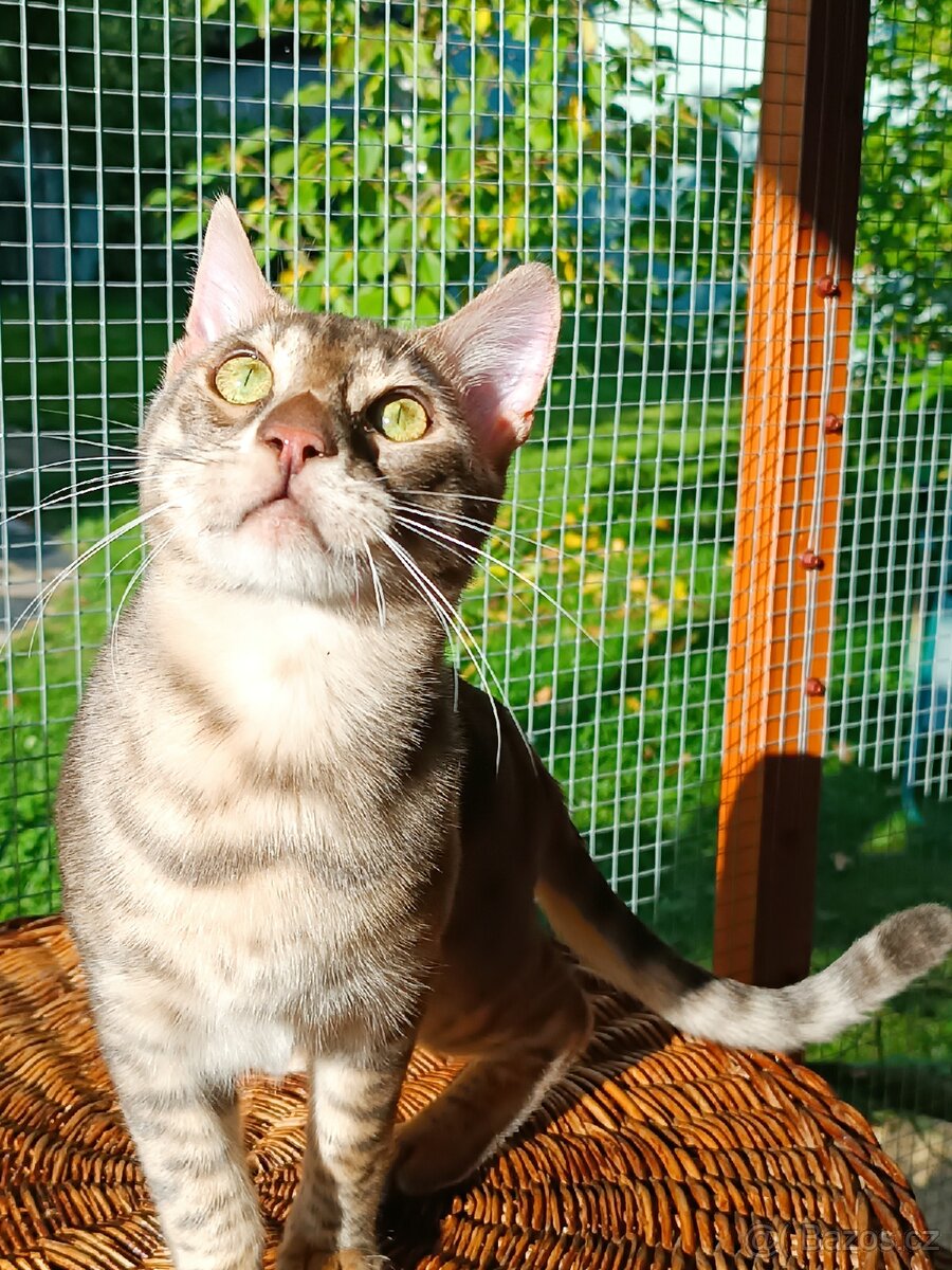 Vzácný MODRÝ Bengálský kocourek s PP - 7