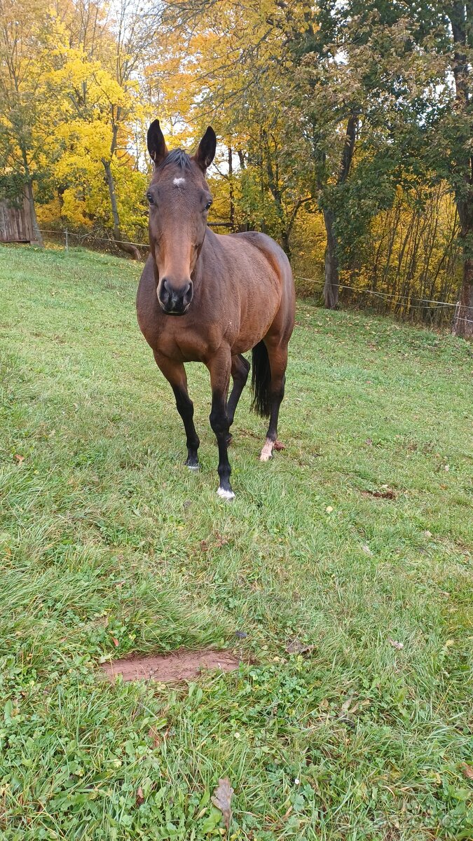 Prodám kobylu A1/1 - 7