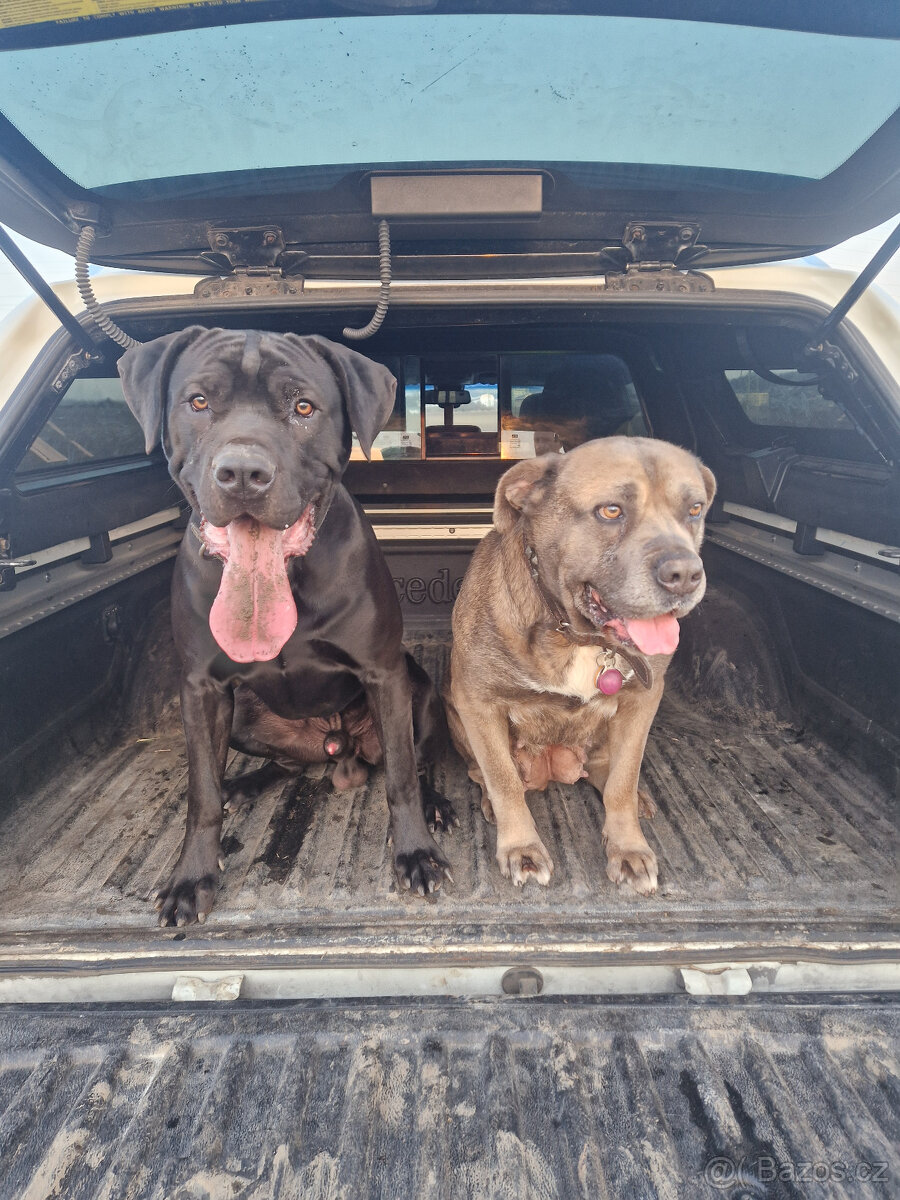 Bandog štěňata - 7