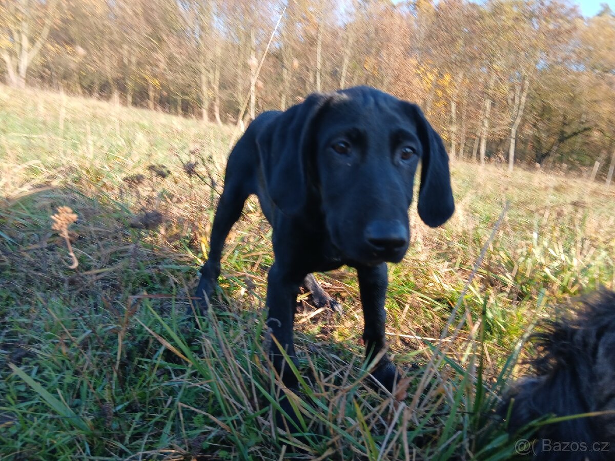 ŠTĚŇÁTKO, ŠTĚŇÁTKA, ŠTĚŇATA, ŠTĚŇE K ODBĚRU - 7