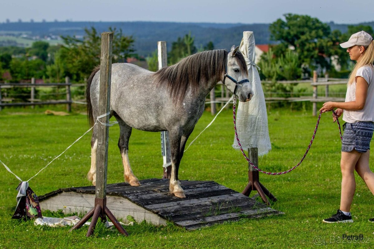 5-letá welsh mountain pony klisna - 7