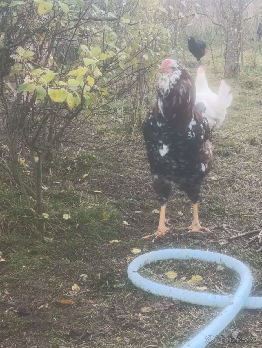 Prodám kohouta Orlovky - 7