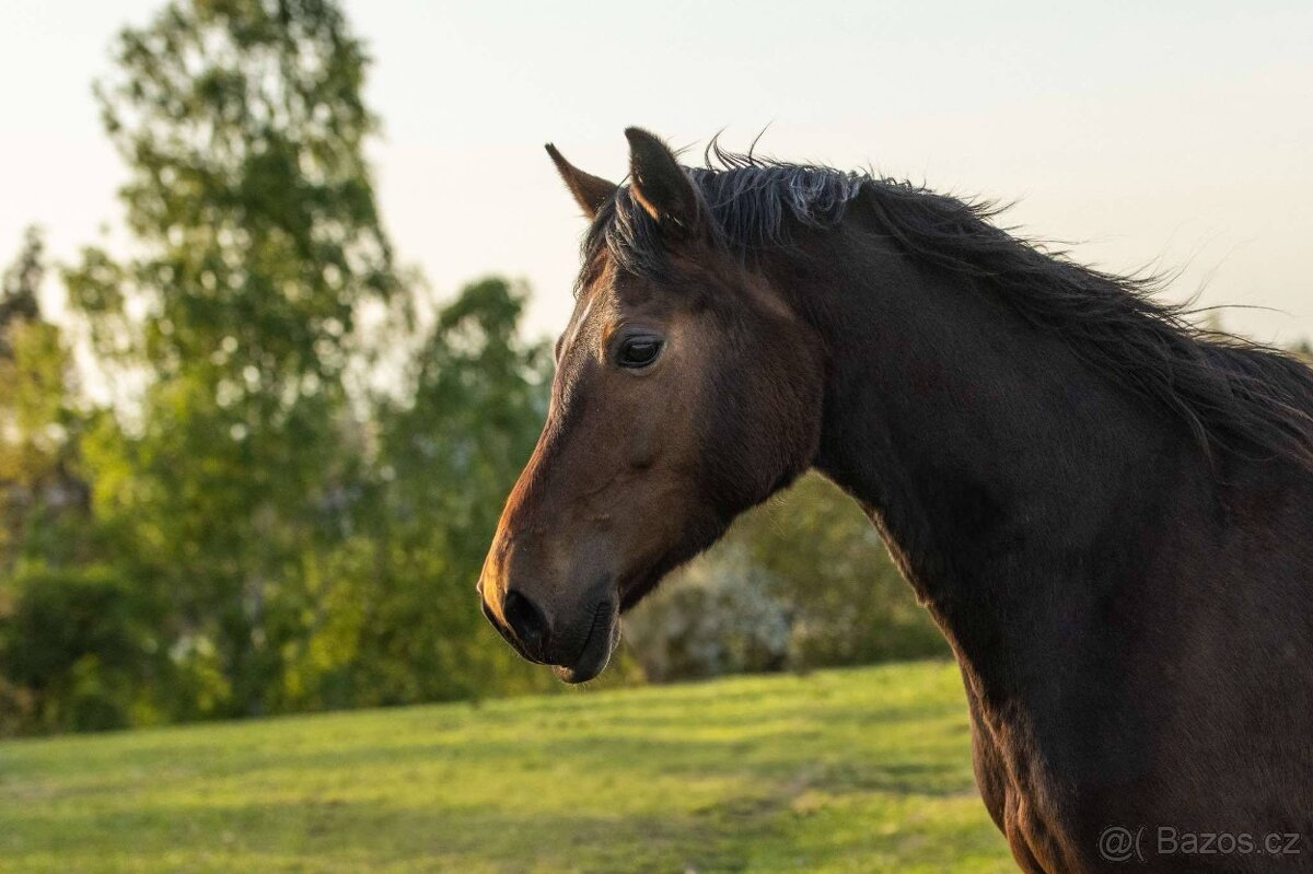 Klisna Welsh Cob 6 let - 7
