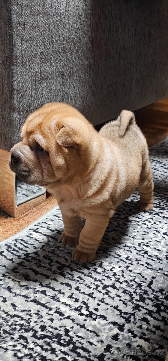 Prodám štěňata shar-pei bez pp - 7