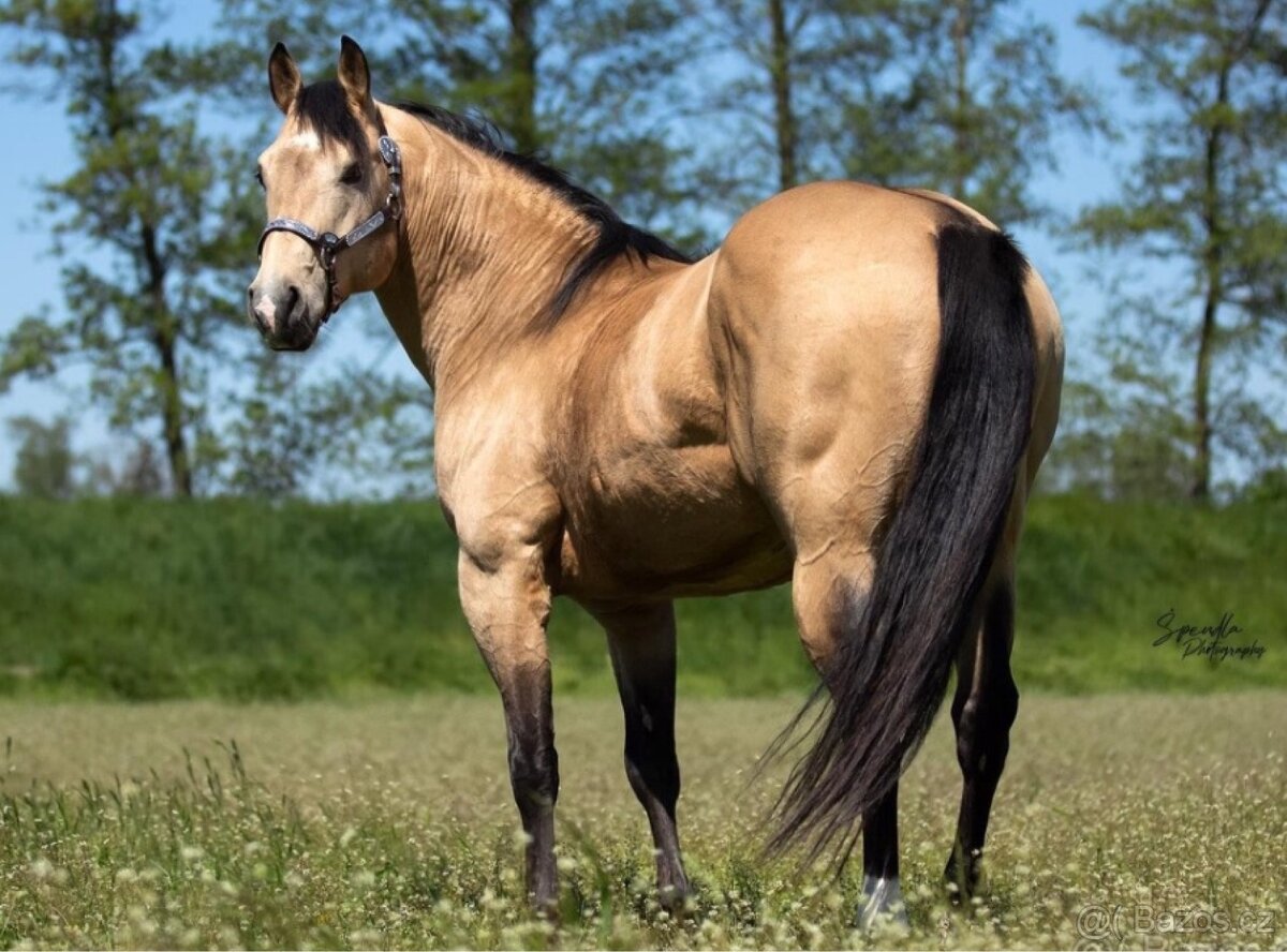 Připouštění QH hřebci 7panel N/N - 7