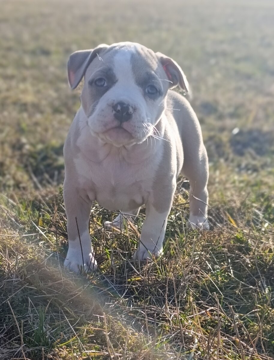 American Bully Standard - 7