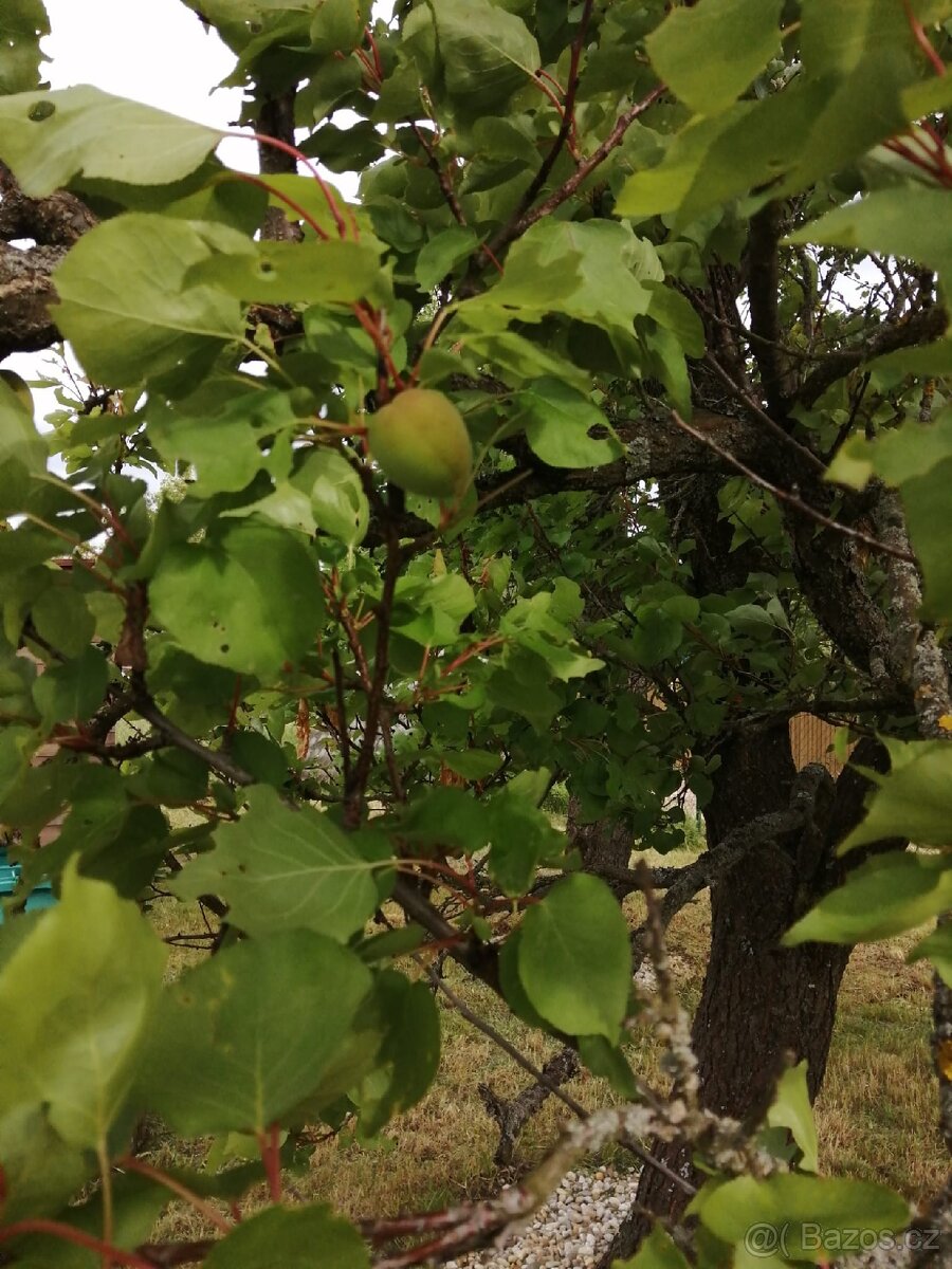 Pronájem zahrady - 7