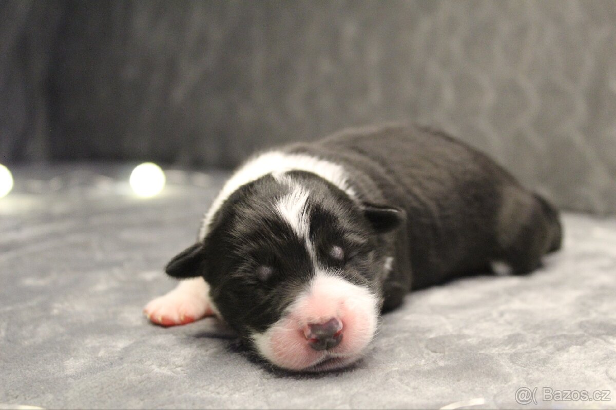 Štěňátka border kolie s PP - 7