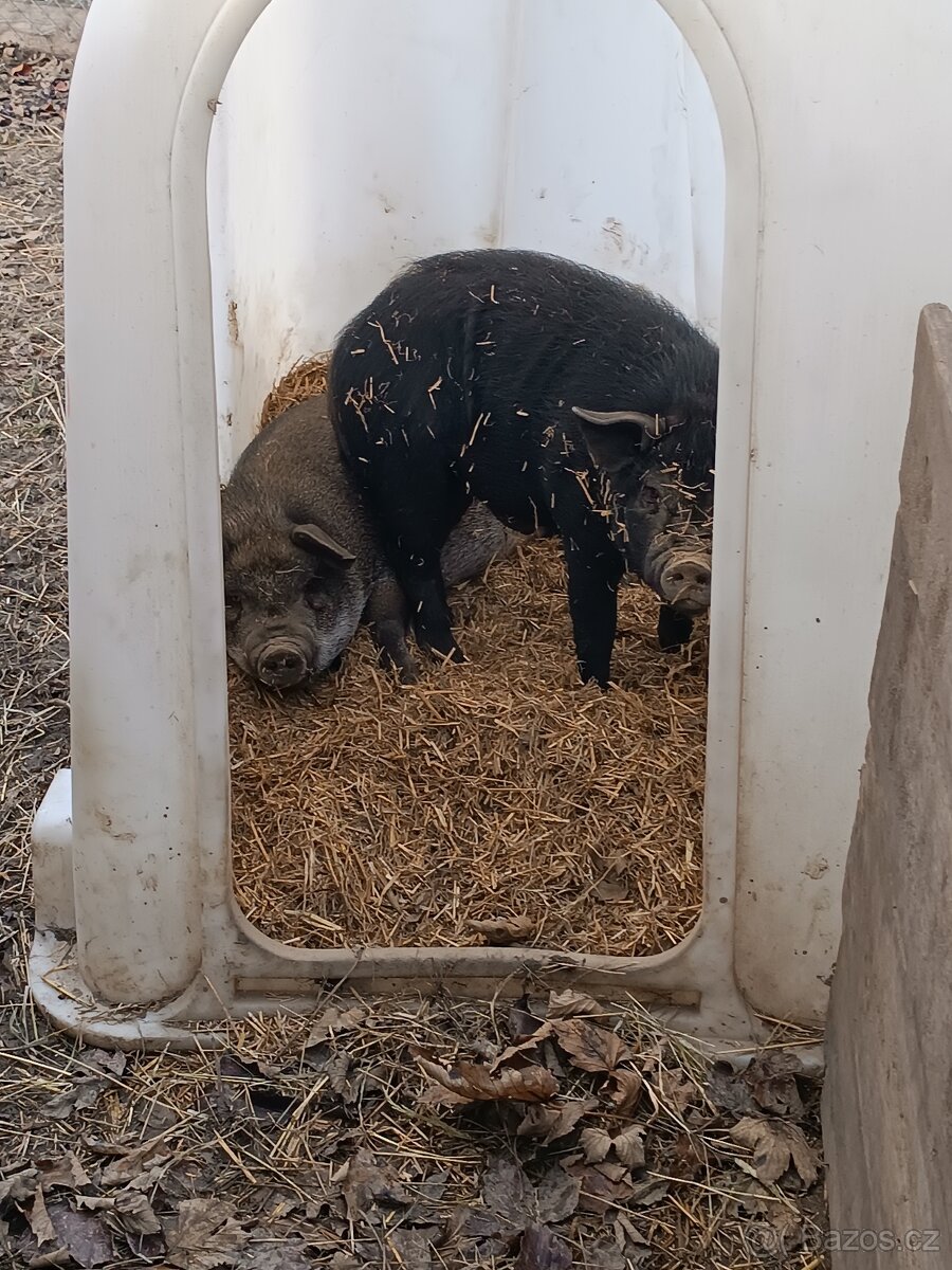 Kanec Číňan a sviňka - 7