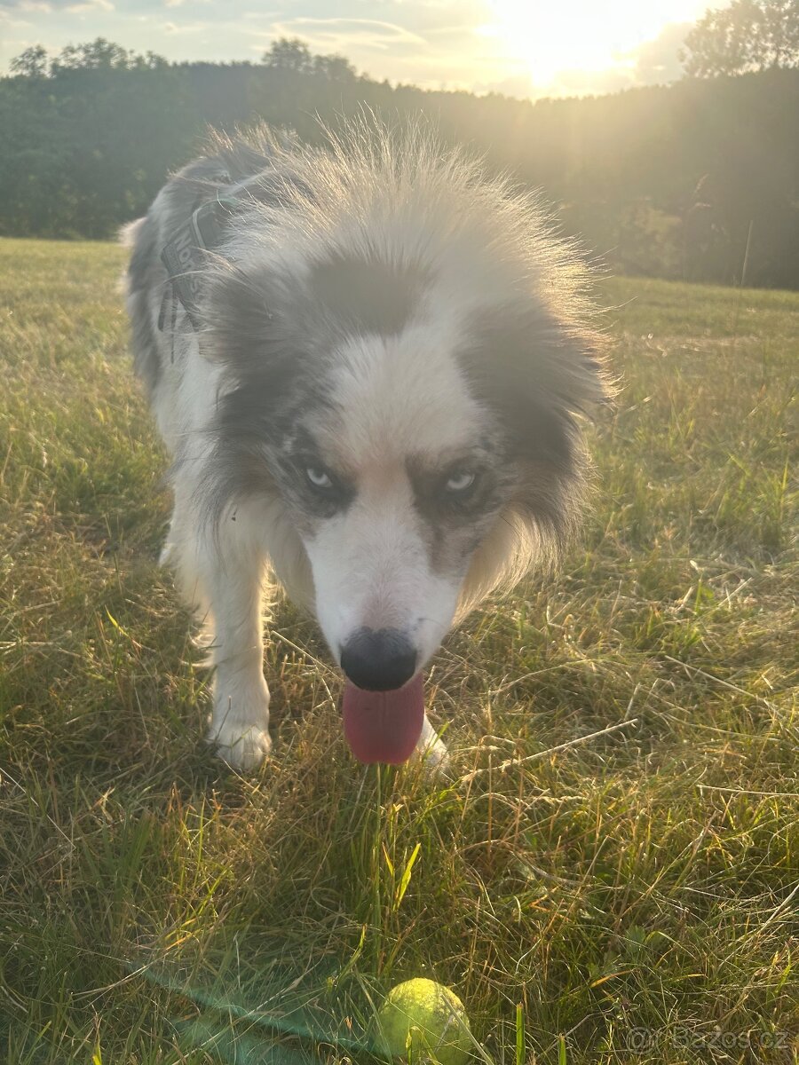 Krytí Border kolie bluemerle - 7