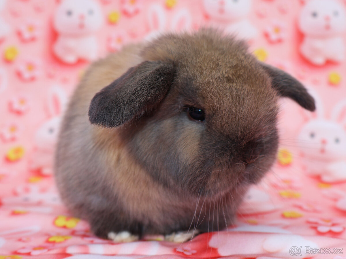 MiniLop beránek sameček . - 7