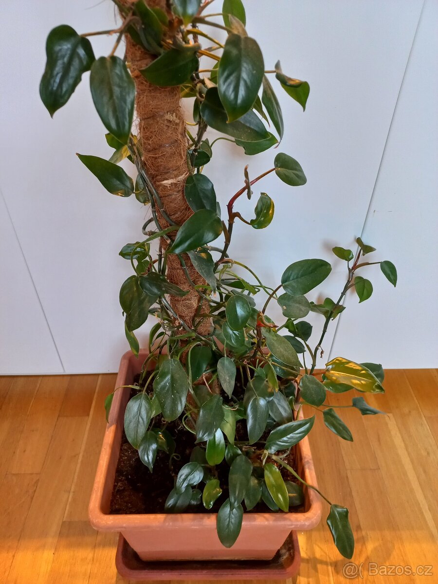 Popínavá pokojová rostlina - 7