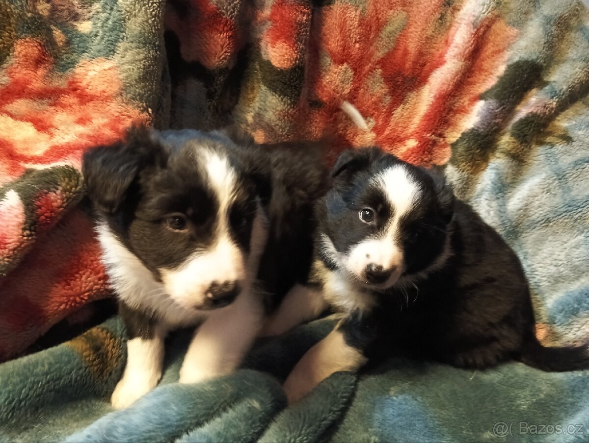 Border kolie, pejsci - 7