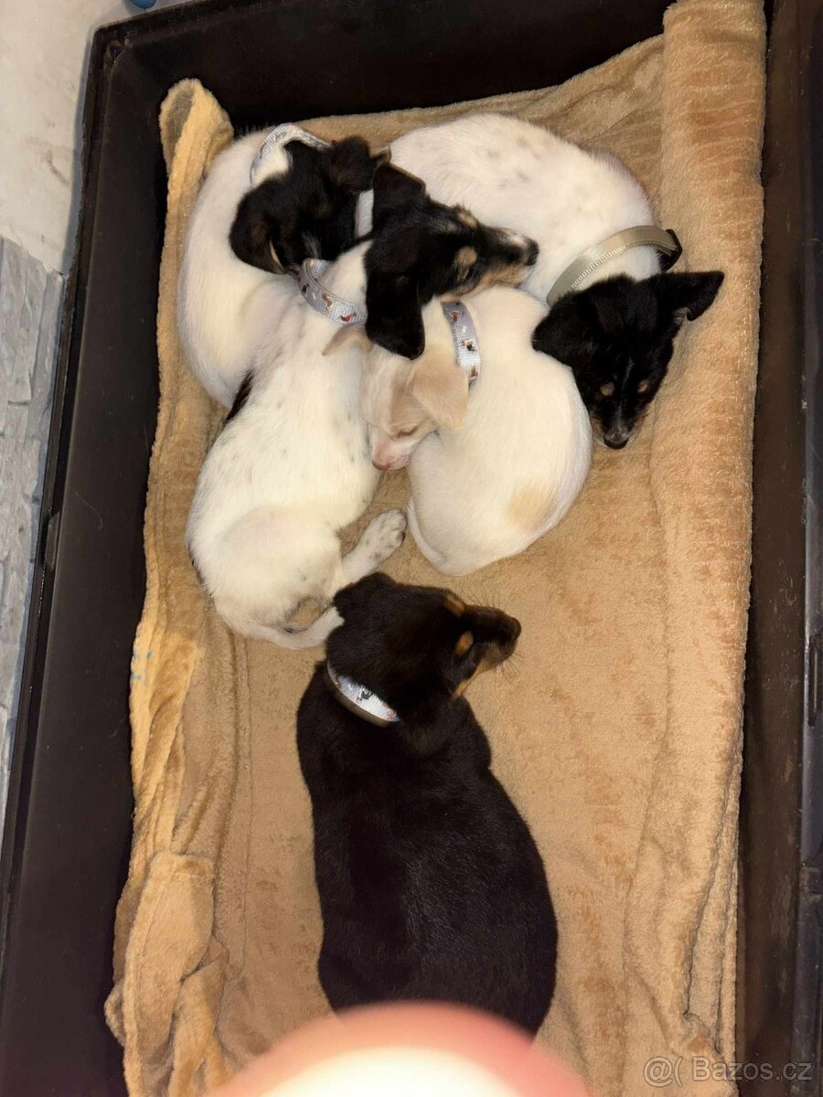 Štěňátka - 7