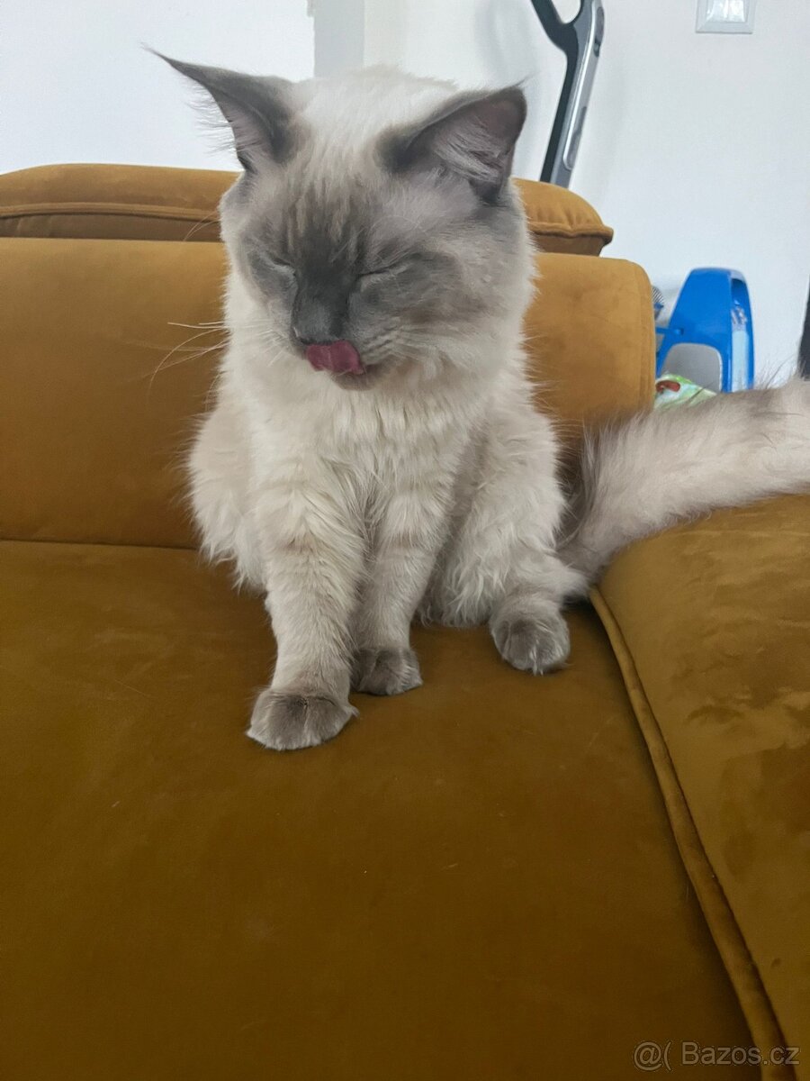 Ragdoll Kocour bez PP - 7
