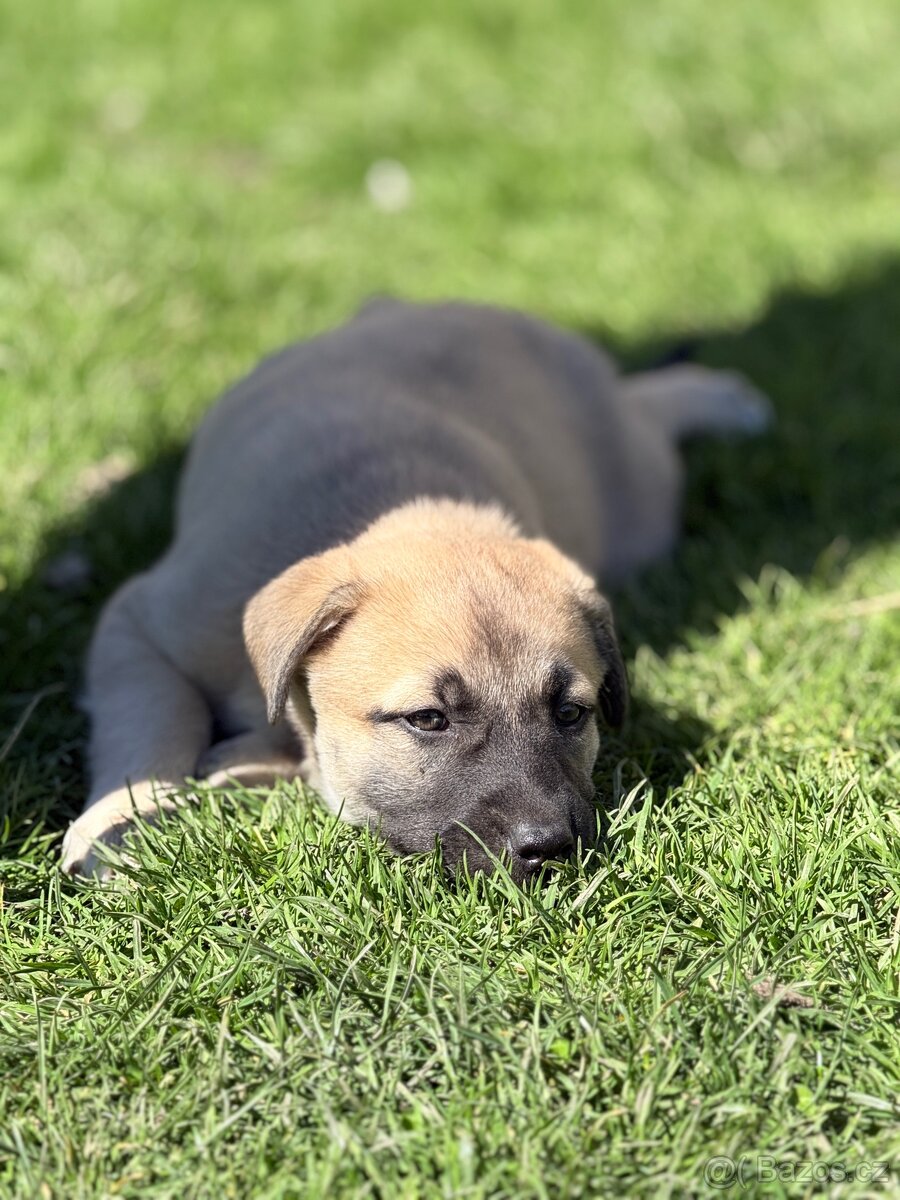 Štěňata - 7