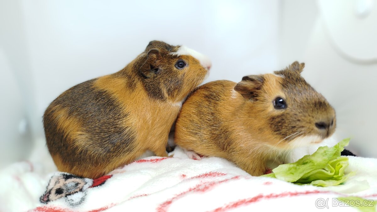 Morče, morčata, morčátko - JACOB a JAMES - 7