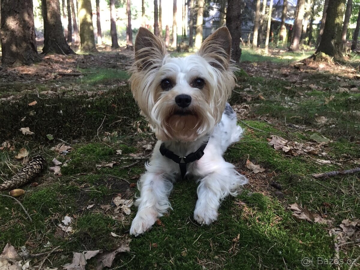 Biewer jorkšírský teriér krytí, připuštění - 7