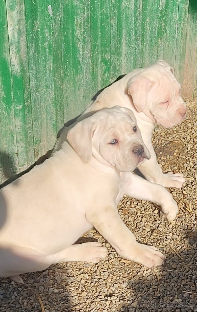 CANE CORSO STRAW/WHITE a modré - 7