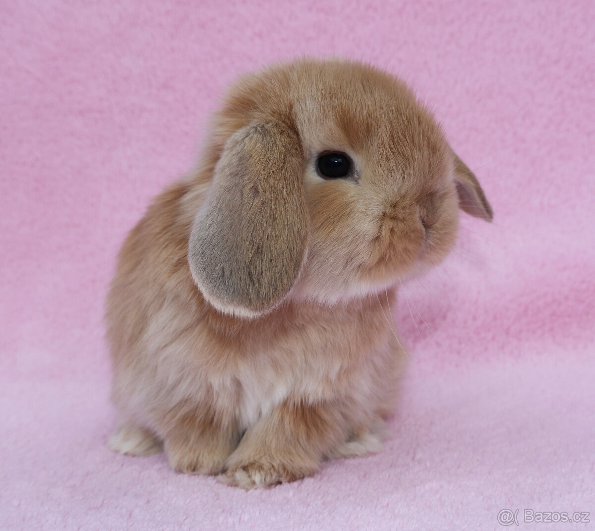 NHD beránek samička . - 7