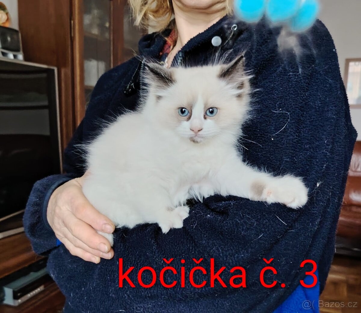 Ragdoll koťátka - 7