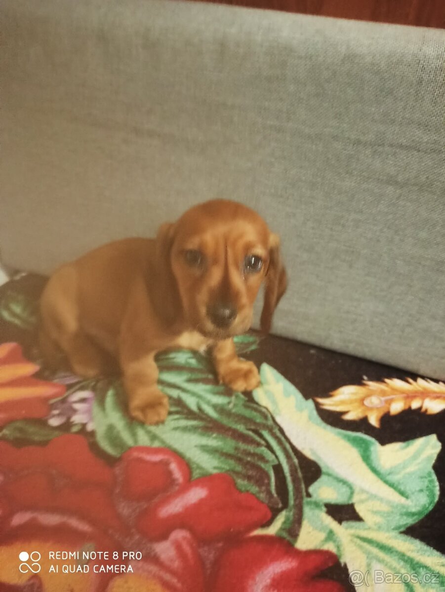 Jezevčík trpasličí krátkosrstý - 7