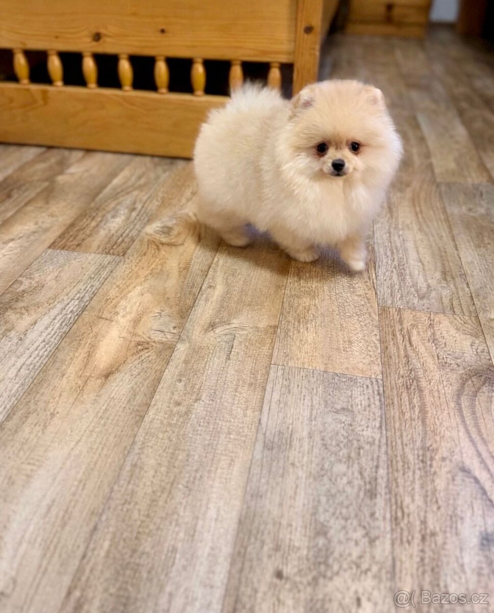 Pomeranian s PP - 7