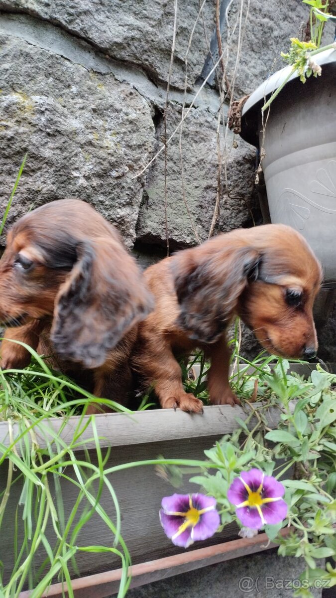 Jezevčík dlouhosrstý trpasličí - 7