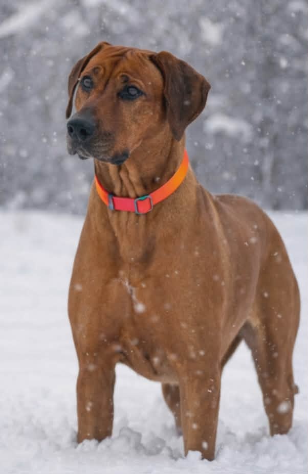 Štěňata rhodéského ridgebacka - 7