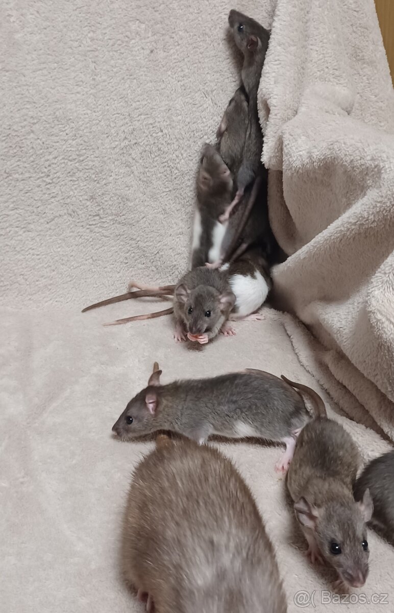 mláďata potkana Dumbo - 7