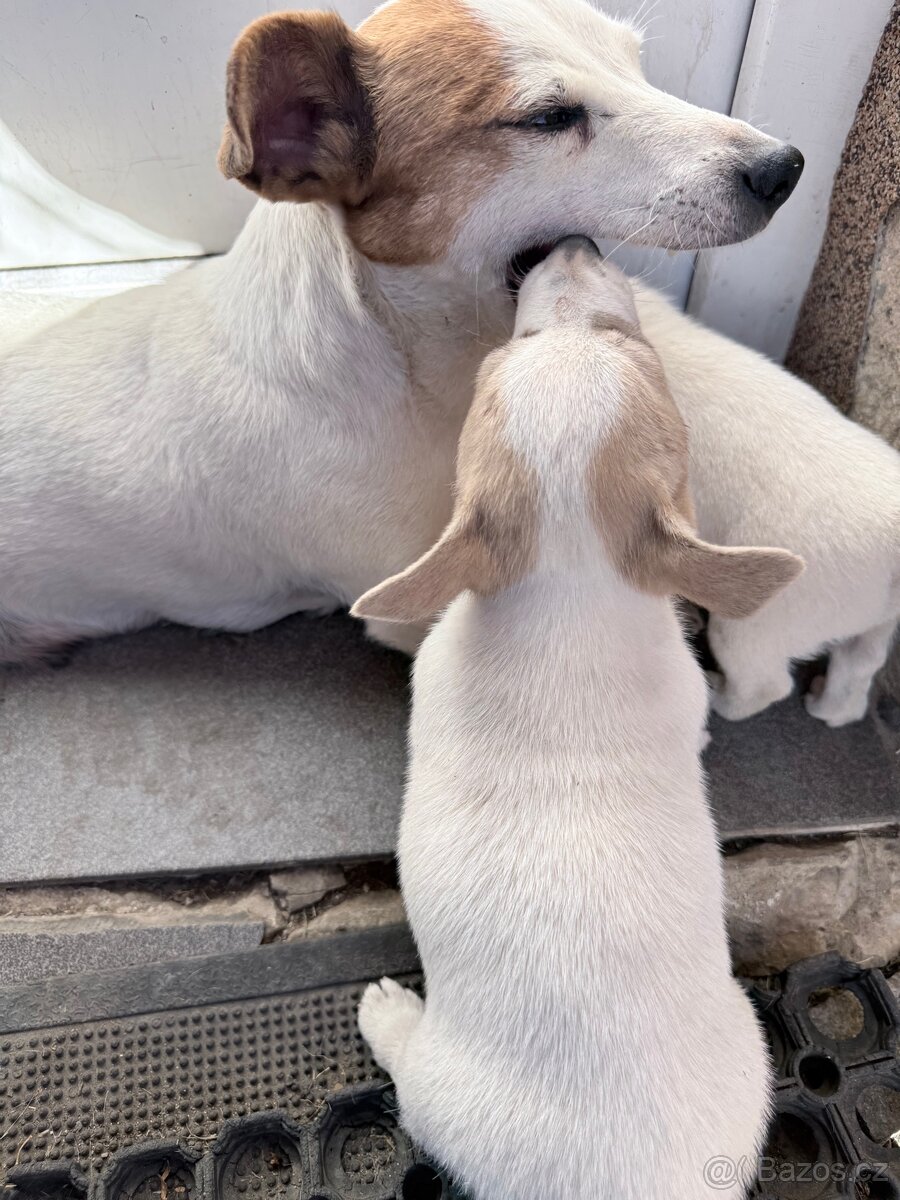 Jack russell teriér - 7