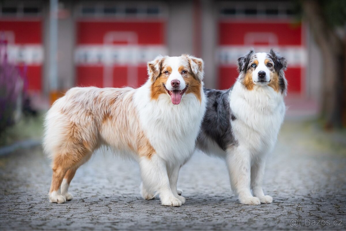 krytí CHOVNÝM PES - australský ovčák s PP - 7