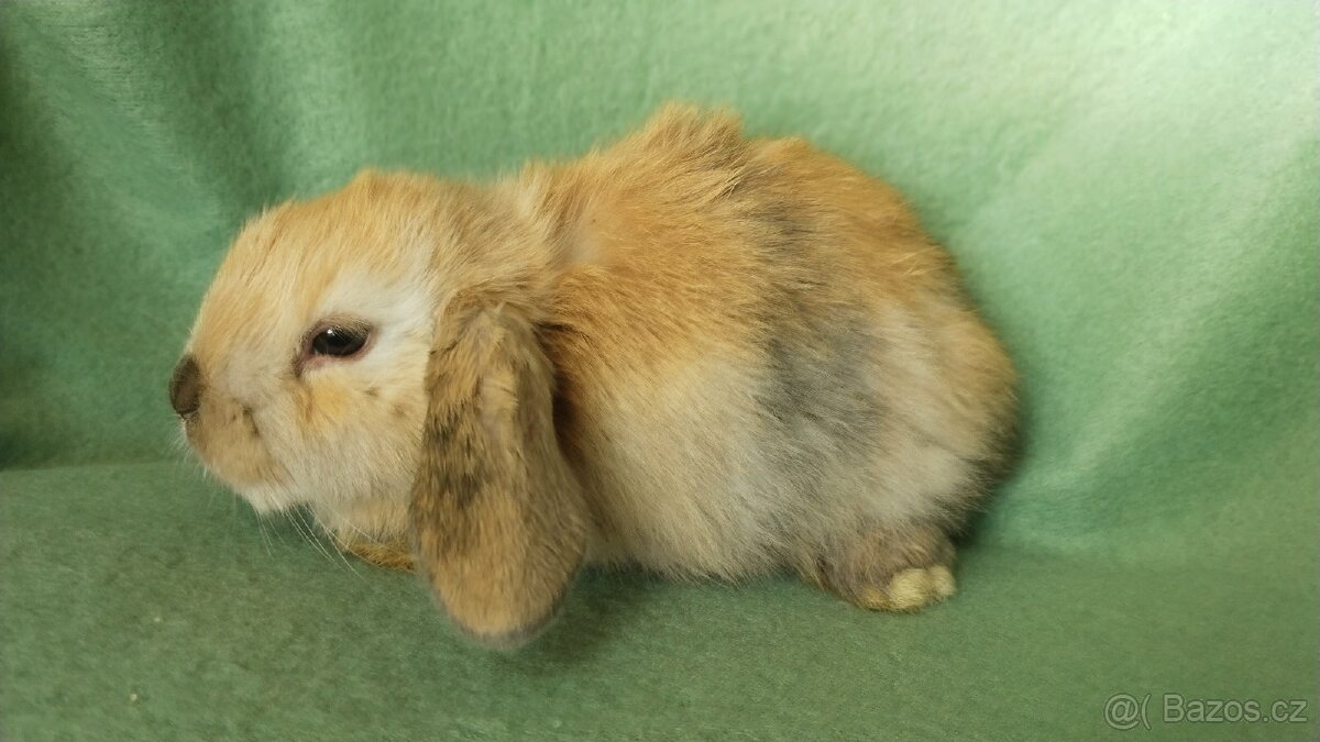 Zakrslý králík beránek - 7