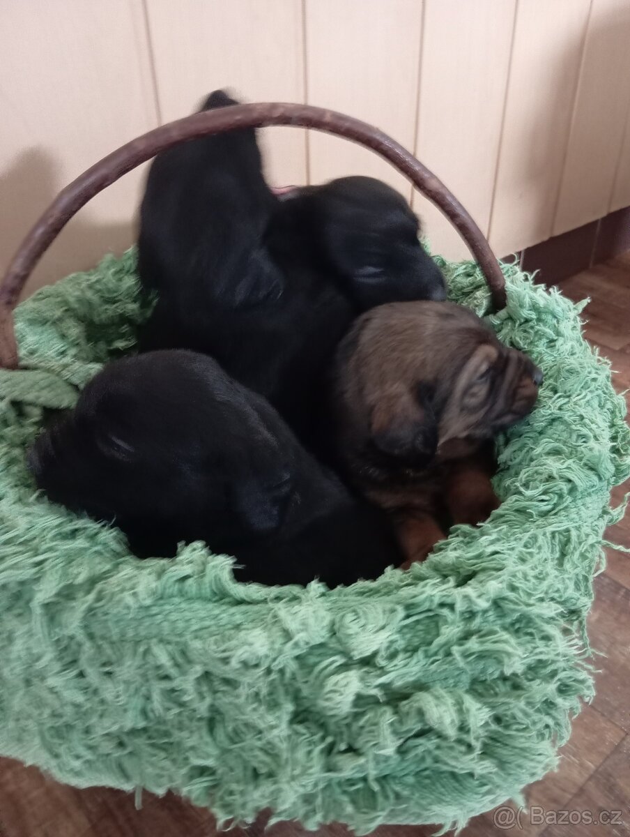 Nabízím štěňátka do dobrých rukou. - 7