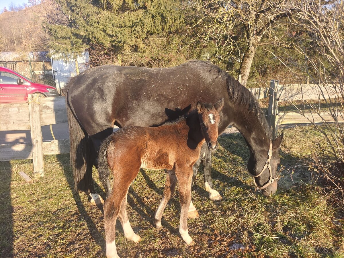 5letá ČT klisna na prodej - 7