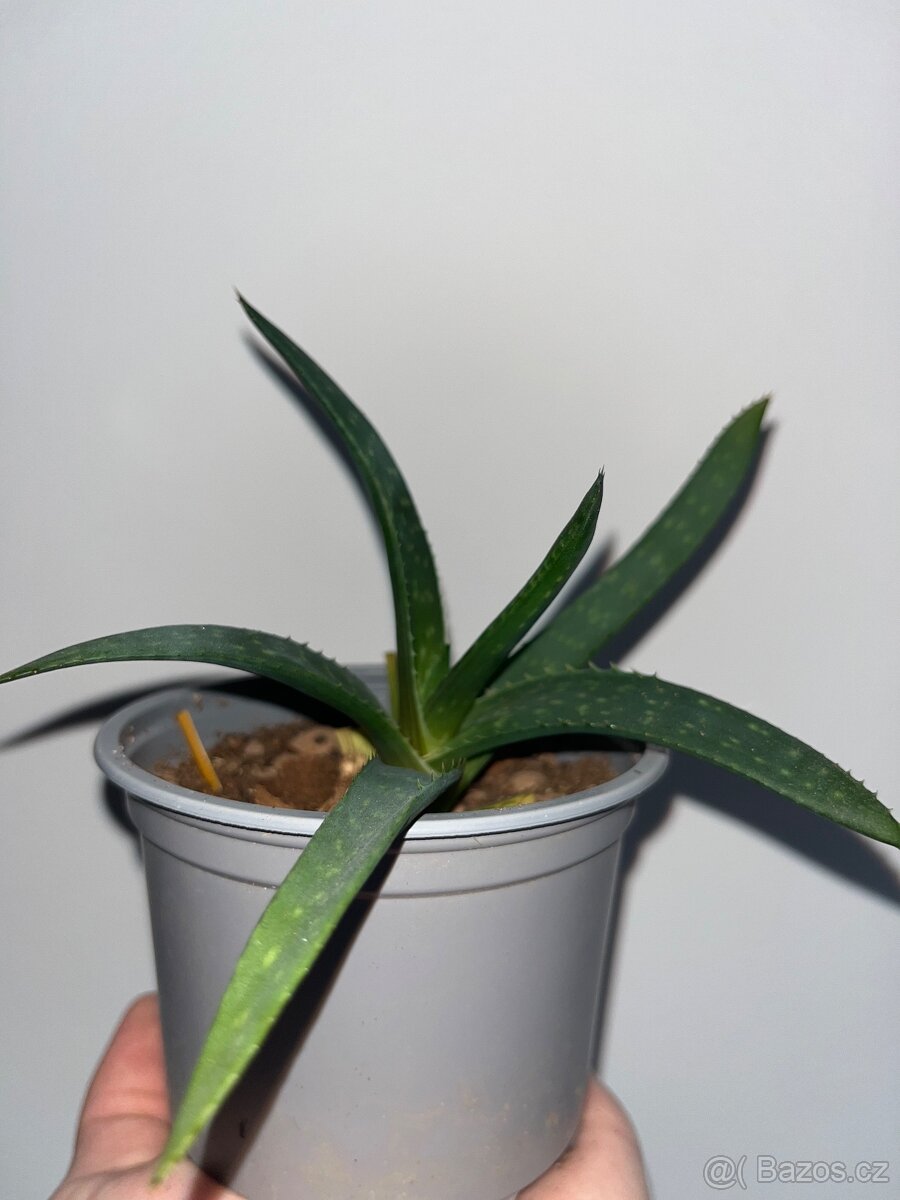 Aloe okrasné - 7