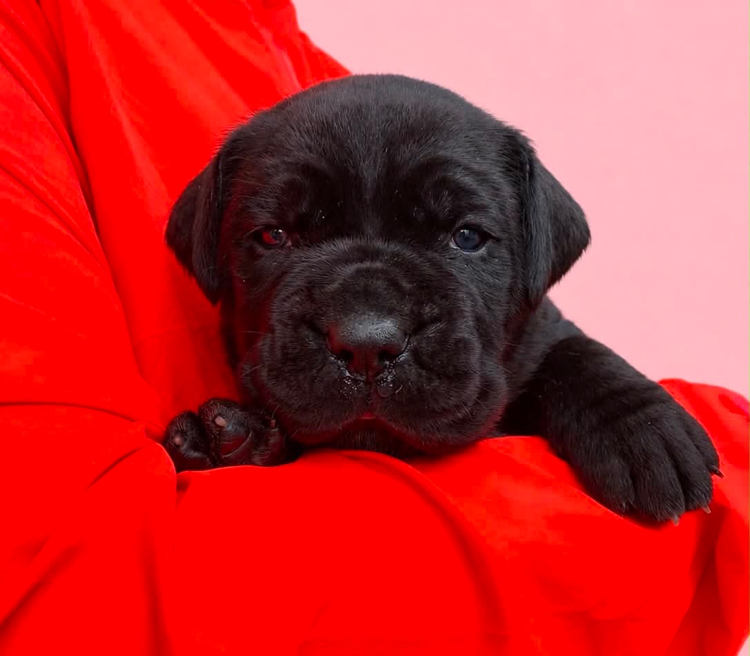 Štěňátka Cane Corso s PP - 7
