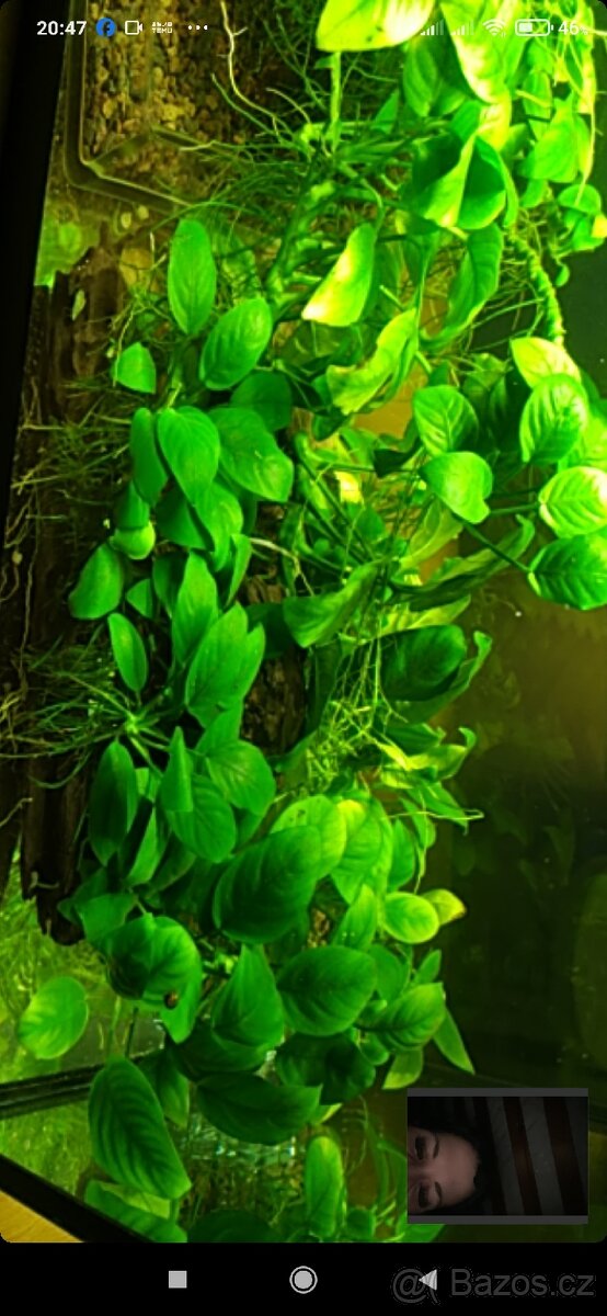 AKVARIJNÍ ROSTLINY -RŮŽKATEC - 7