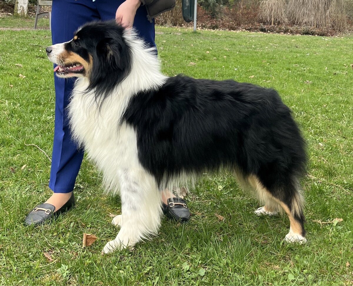 Krytí chovným psem- Australský ovčáka s PP - 7