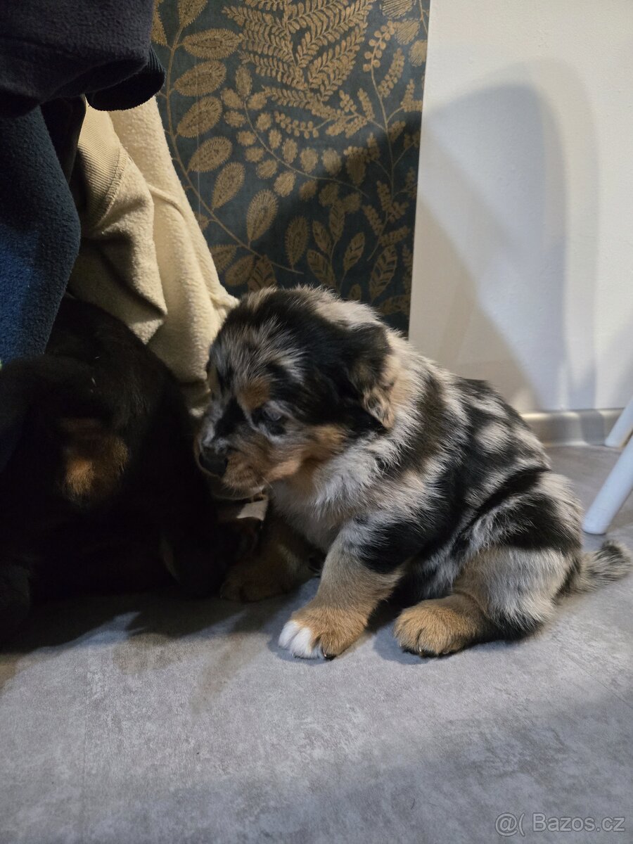 Štěňata Rottweiler × Australský ovčák - 7