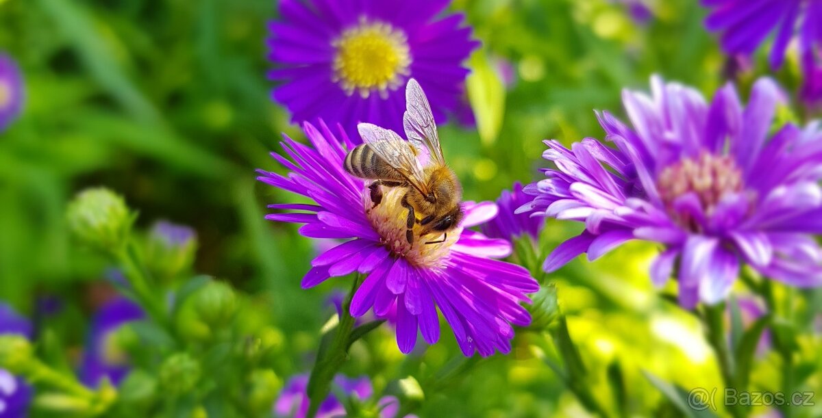 Včelí oddělky Langstroth 2/3, 6 rámků, 2026 - 7