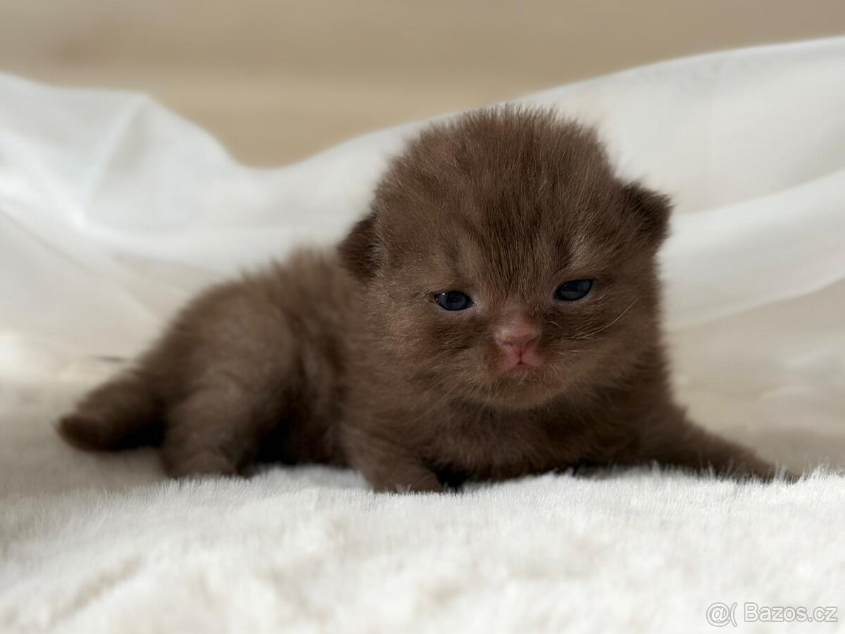 Britská koťátka s PP - 7