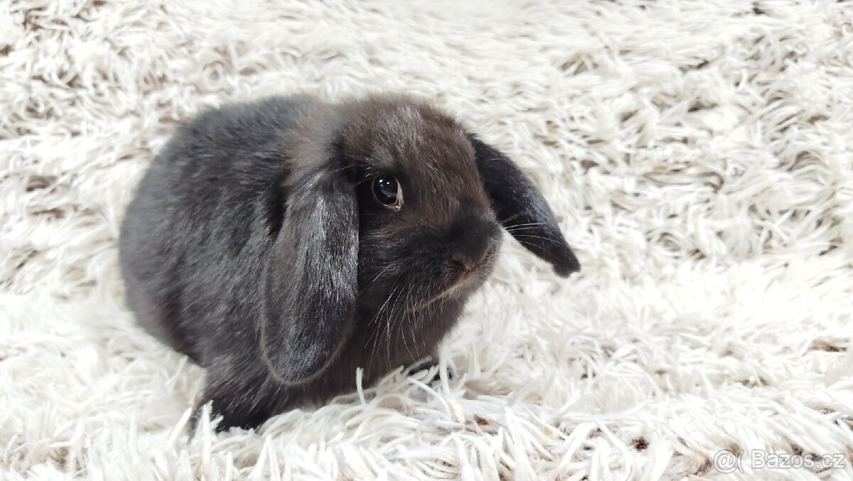 Zakrslý beránek, králíček, králík - BRUNO - 7