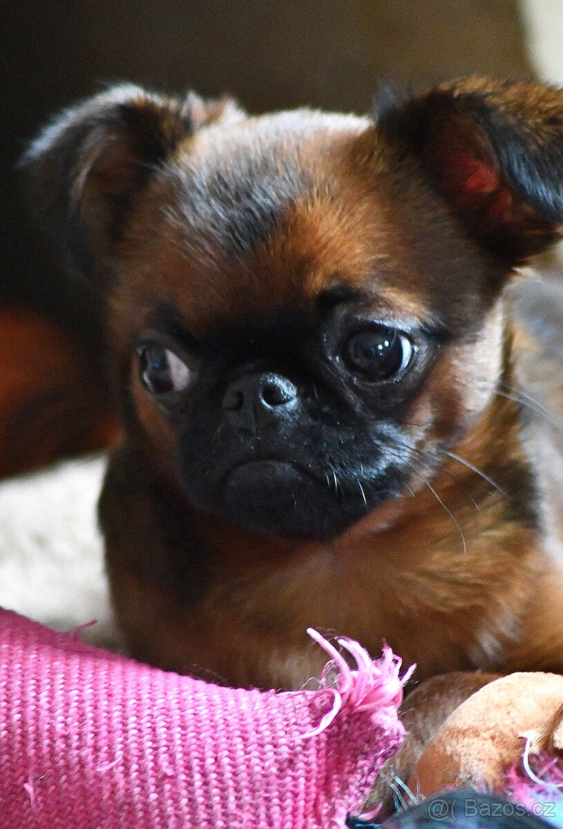 brabantík - štěně s pp - 7