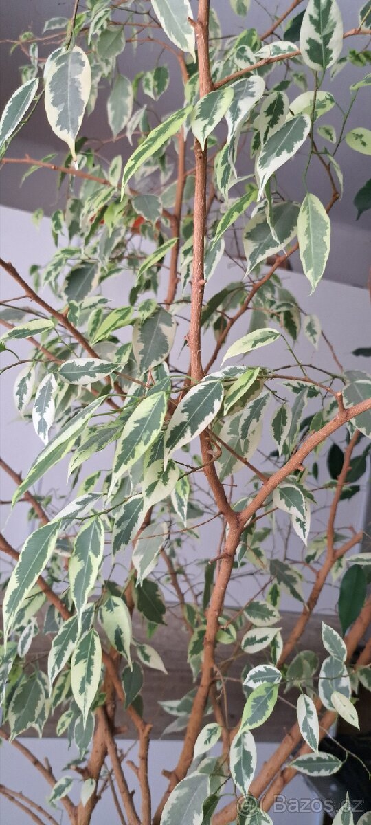 Ficus Benjamin - 7